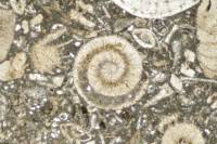 Calcaire à nummulites LPNA x5